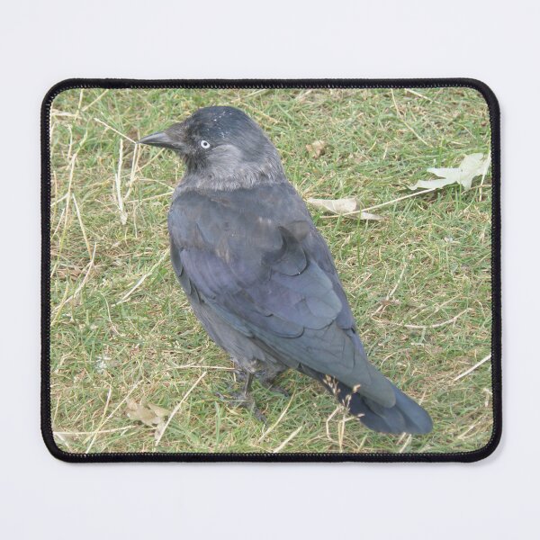 Item preview, Western Jackdaw with a Beady Eye Photograph designed and sold by naturegallery.