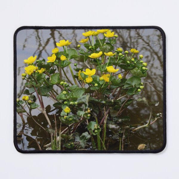Item preview, Spring waters flower. Marsh-marigold designed and sold by Jouko Lehto Photography.