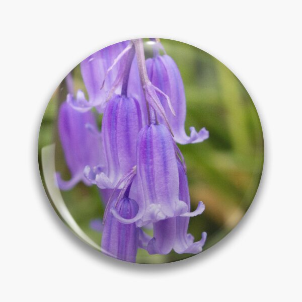 Artikelvorschau, Glockenblume ganz nah entworfen und verkauft von ellenmpics.
