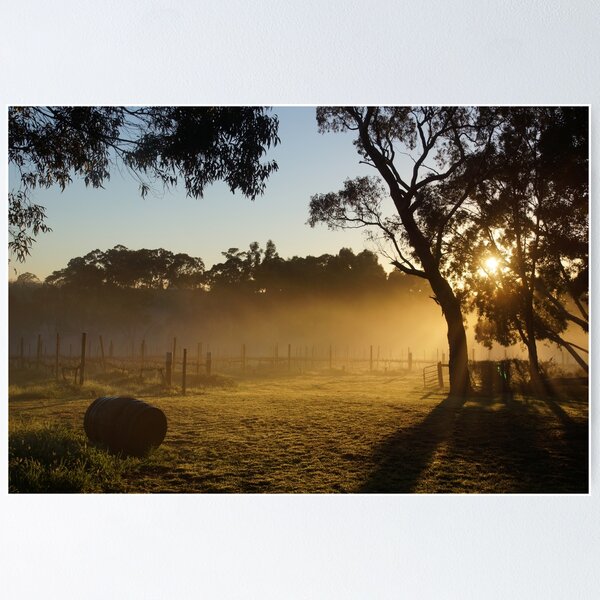 Sunrise over the vines by Avril Thomas at Magpie Springs Poster