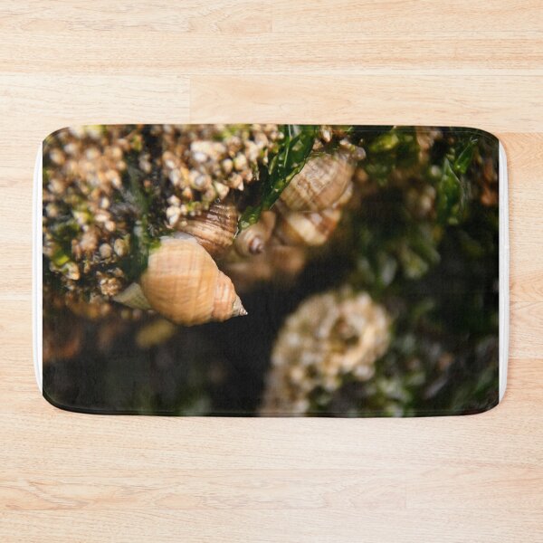 Item preview, Live Sea Treasure _ Scotch Bonnet Shells designed and sold by Poete100.