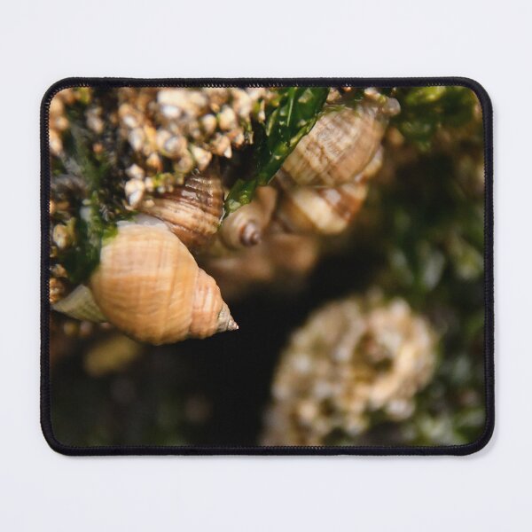 Item preview, Live Sea Treasure _ Scotch Bonnet Shells designed and sold by Poete100.