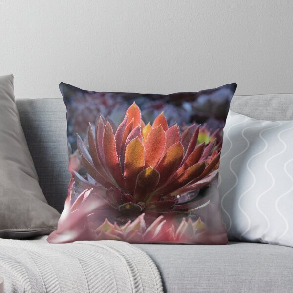 Item preview, Sempervivum in the morning light designed and sold by MaCross.