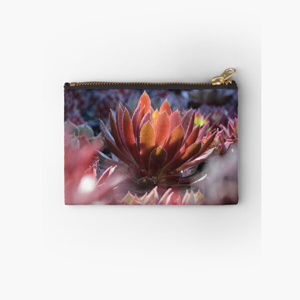 Item preview, Sempervivum in the morning light designed and sold by MaCross.