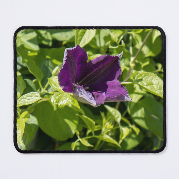 Item preview, Morning Glory designed and sold by Carly-Chapman.
