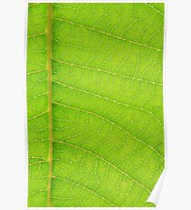 Go Green, Save the Earth - Mother Nature' Veins Poster