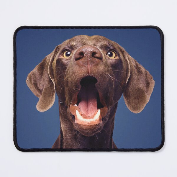 Item preview, Labrador Brown Portrait Showing Tongue blue background and Teeth fit your face and nose designed and sold by Dolphin Graphic.