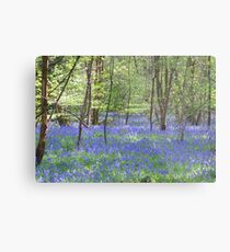 Beautiful bluebells number 3 Metal Print