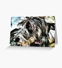 Beautiful grey lurcher Greeting Card