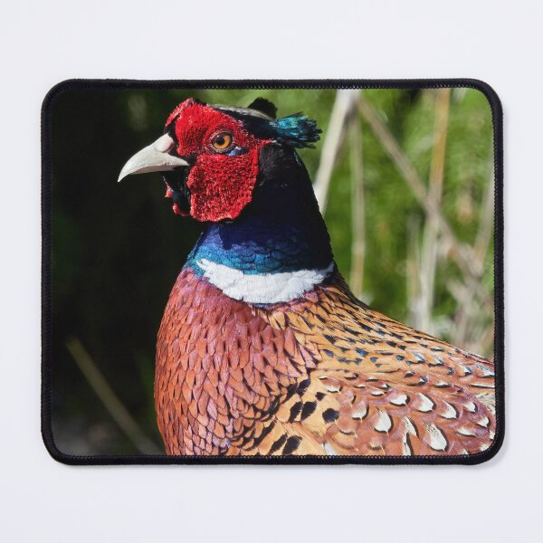 Item preview, The common face. Common pheasant designed and sold by Jouko Lehto Photography.