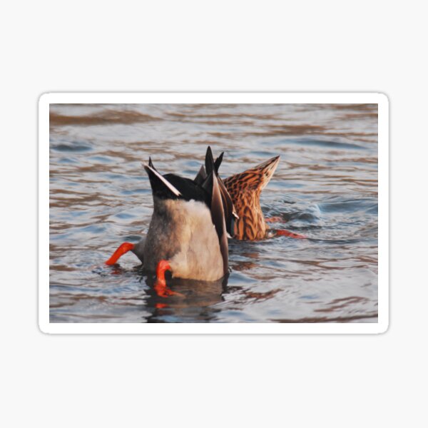 Bottoms up! Sticker
