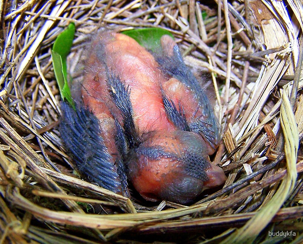 baby cardinal