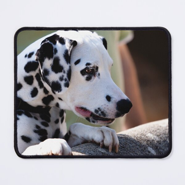 Item preview, Dalmatian watching over a wall designed and sold by Dalyndigital Photography.