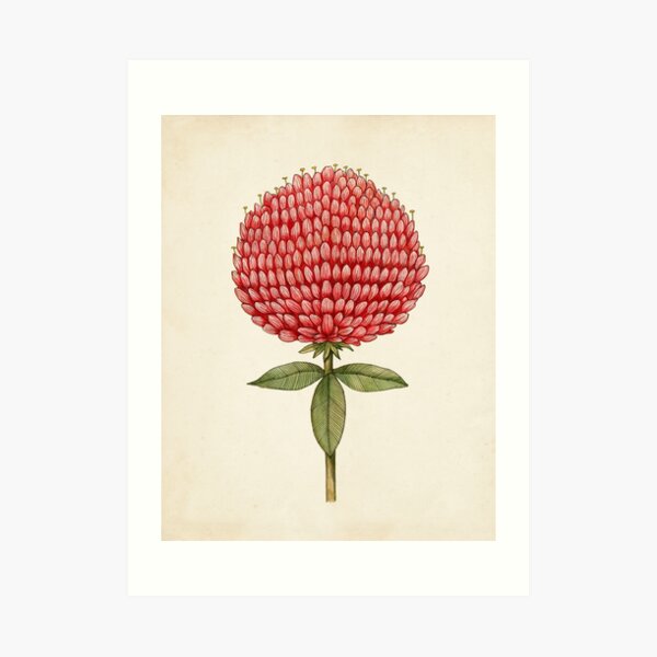 Botanical Clover Art Print