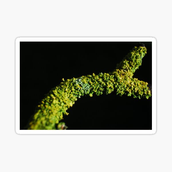 I'm lichen it Sticker