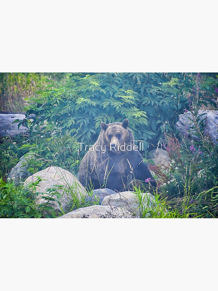 Grizzly in the Mist by taos
