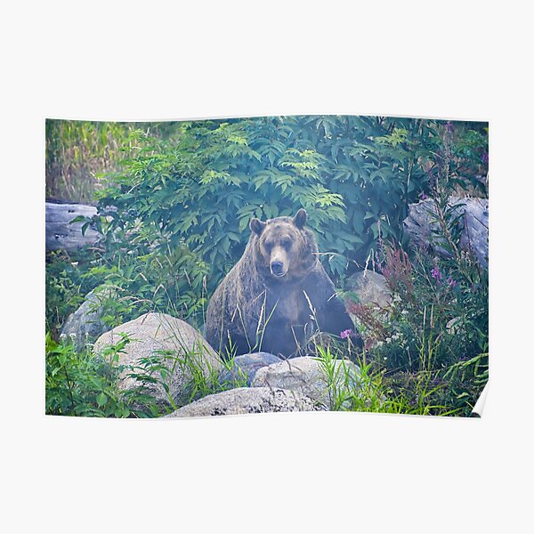 Grizzly in the Mist Poster