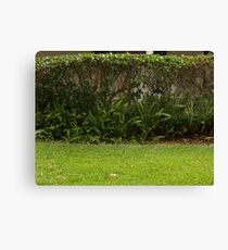 Green Shrubs Canvas Print