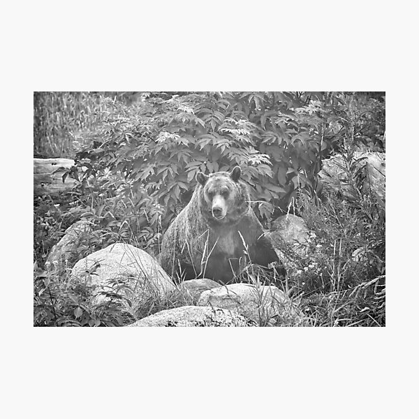 Grizzly in the Mist - Black & White Photographic Print