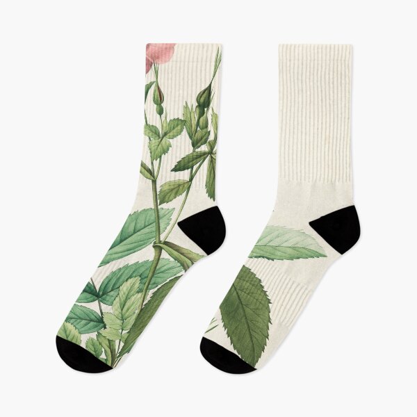 Item preview, Rosa Alpina Laevis; Rosier a feuilles de frene designed and sold by linggalibrary.