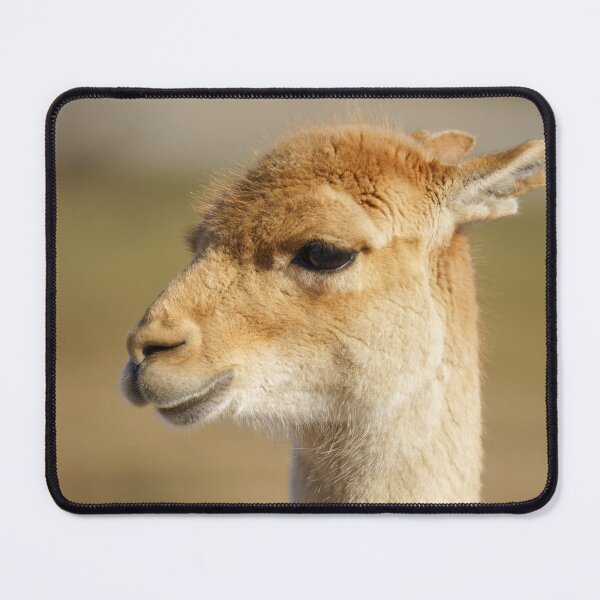 Item preview, Vicuna Close-Up designed and sold by rawshutterbug.