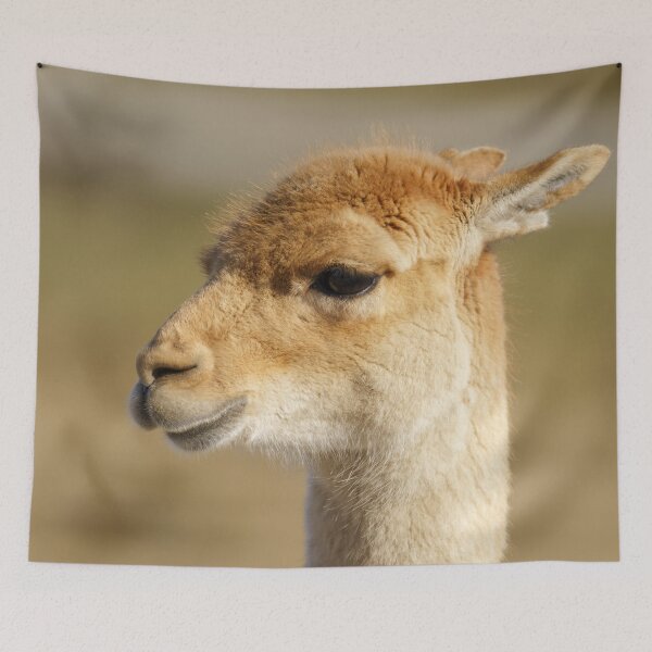 Item preview, Vicuna Close-Up designed and sold by rawshutterbug.