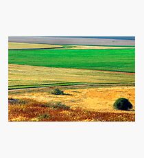 Wheat field, Negev desert, Israel Photographic Print