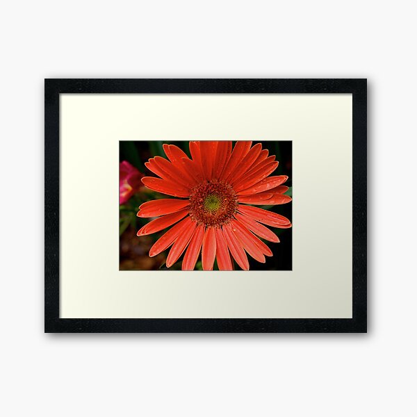 Framed Print