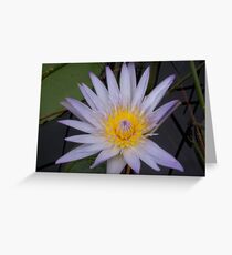 Laguna Pond 3 Greeting Card