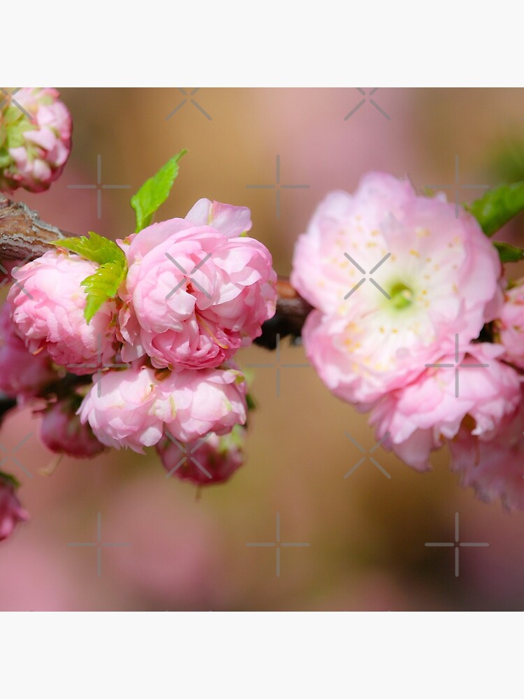Pretty in pink by debfaraday