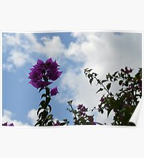 Beauty on Beauty Poster