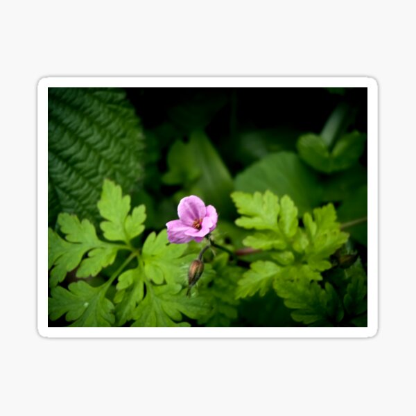 Cranesbill Sticker