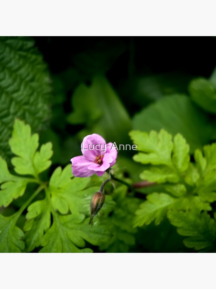 Cranesbill by Lucy-Anne