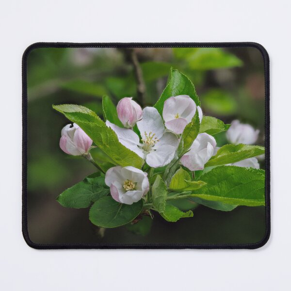 Item preview, Apple Blossom designed and sold by Graham Prentice.