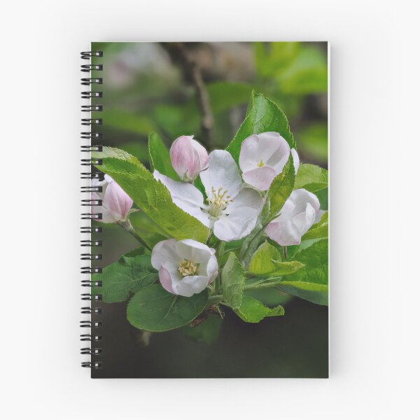 Item preview, Apple Blossom designed and sold by Graham Prentice.