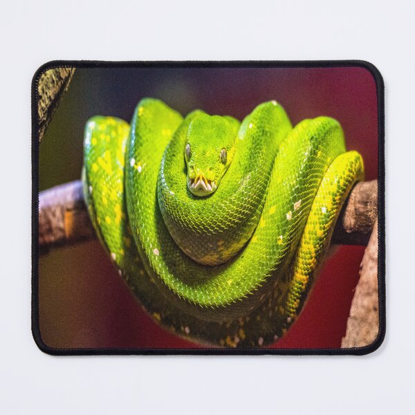 Item preview, fwc 2958 wildlife australia designed and sold by fred chiea.