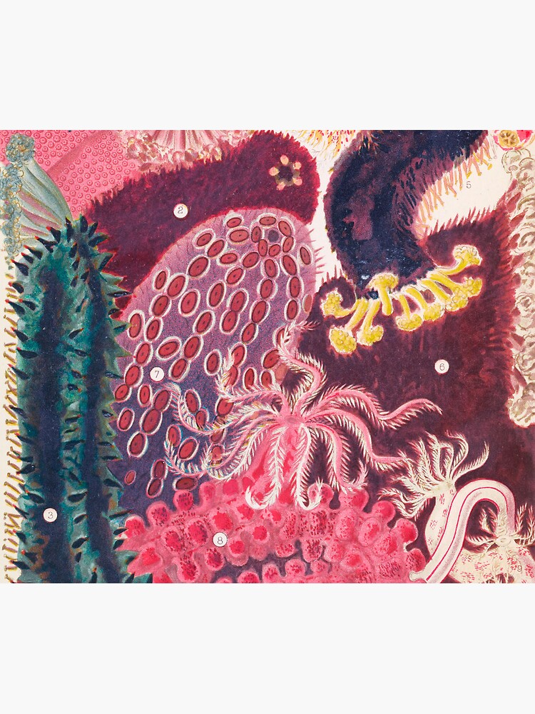 Thumbnail 5 von 5, Mauspad, Seegurke Trepang Vintage Sea Life Illustration designt und verkauft von VintageArchive.