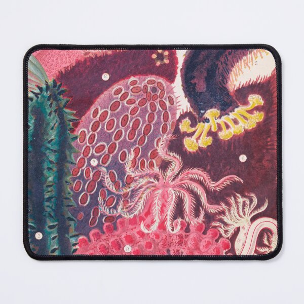Item preview, Sea Cucumber Trepang Vintage Sea life Illustration designed and sold by VintageArchive.