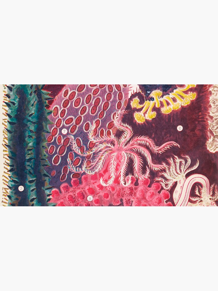 Thumbnail 7 von 7, Cap, Seegurke Trepang Vintage Sea Life Illustration designt und verkauft von VintageArchive.