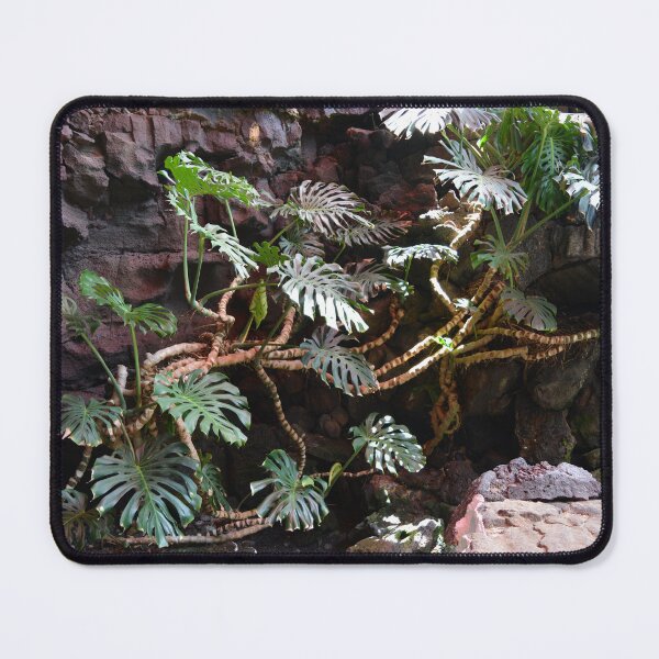 Item preview, Split Leaf Philodendron growing on lava designed and sold by Hilbert72.