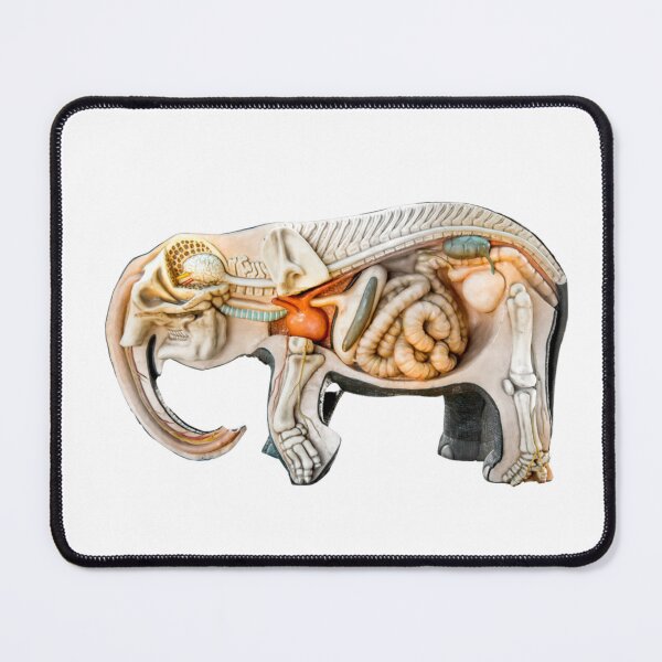 Item preview, icon Trunk sticker elephant anatomy for animal lovers designed and sold by Shifa19.