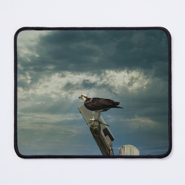Item preview, Osprey Keeping Watch designed and sold by ShorelineImages.