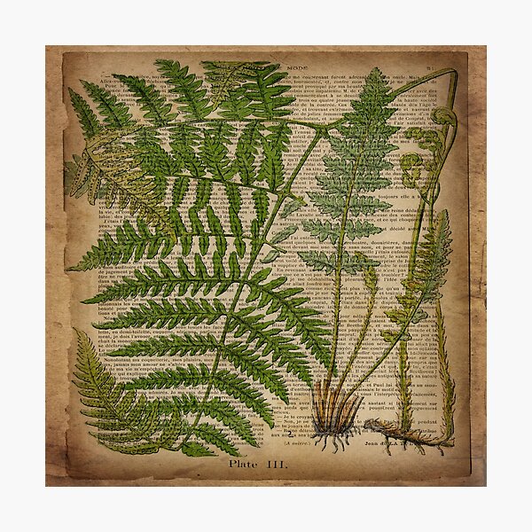 vintage foliage hipster botanical print fern leaves Photographic Print