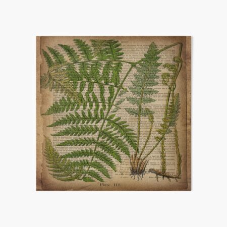 vintage foliage hipster botanical print fern leaves Art Board Print