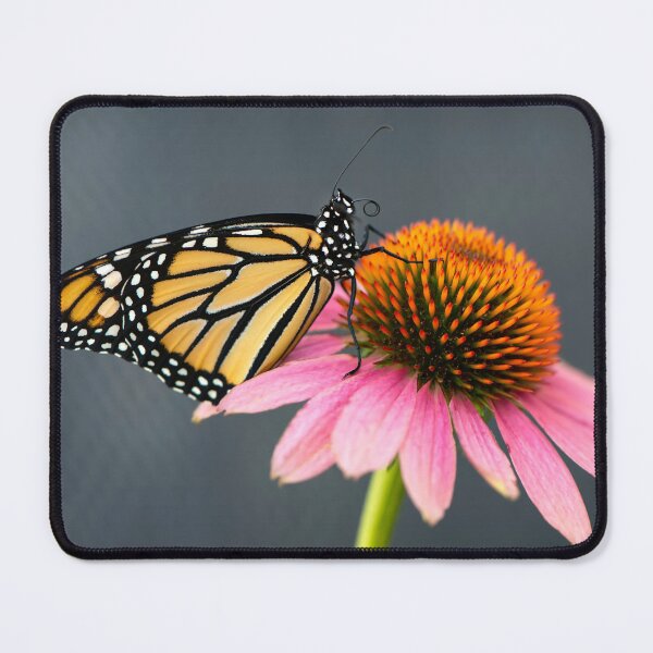 Item preview, monarch butterfly drinking nectar designed and sold by sarahjeanphoto.