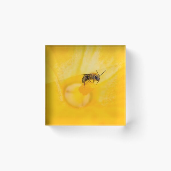 Item preview, bee in squash flower  designed and sold by sarahjeanphoto.