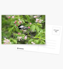 Chickadee in the Apple Blossoms Postcards