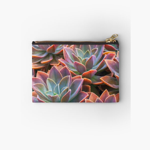 Item preview, Echeveria designed and sold by runlenarun.
