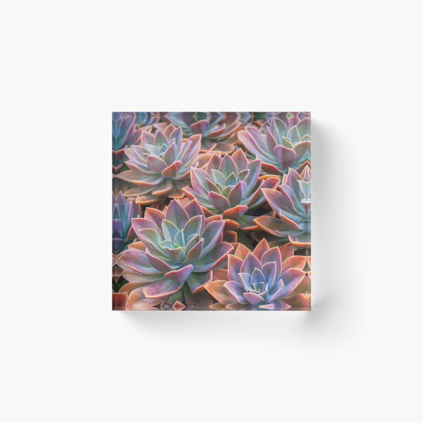 Item preview, Echeveria designed and sold by runlenarun.