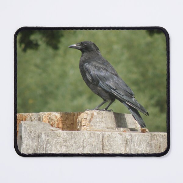Item preview, Crow on a Tree Stump Photograph designed and sold by naturegallery.